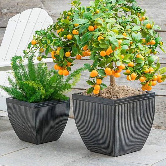 calamondin tree indoor care Calamondin Orange Tree
