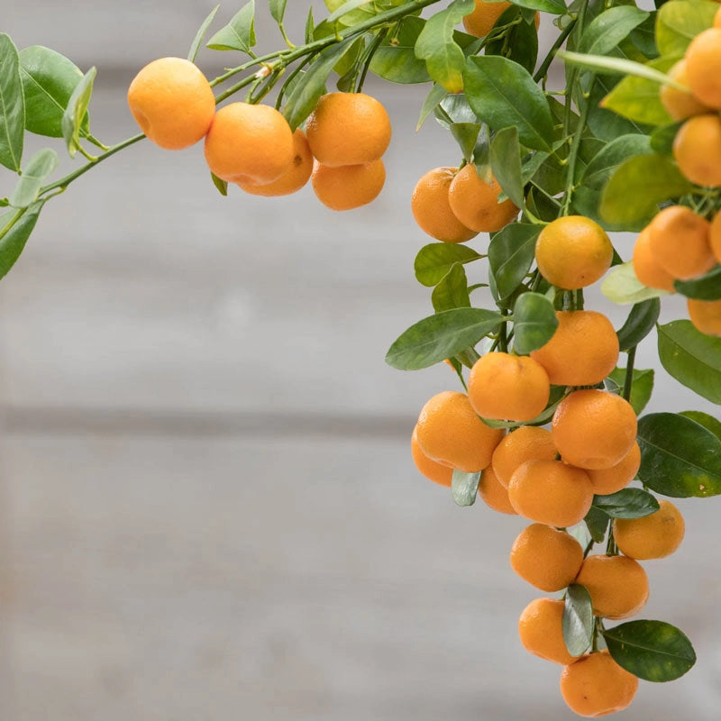 calamondin orange tree lowes Calamondin Orange Tree
