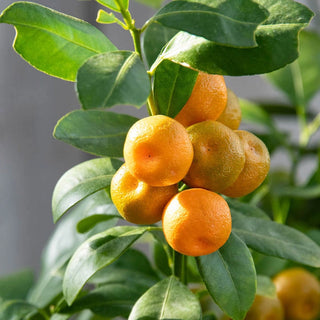 Calamondin Orange Tree