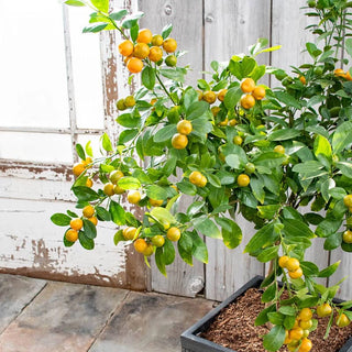 Calamondin Orange Tree