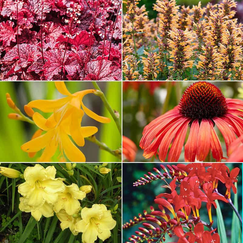 Hot Color Perennial Garden