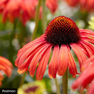 Hot Color Perennial Garden
