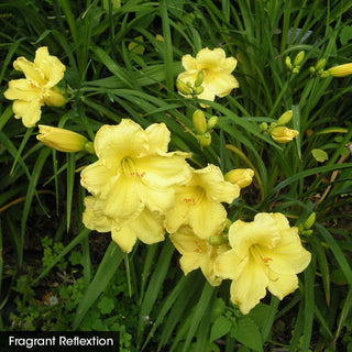 Hot Color Perennial Garden