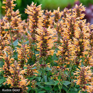 Hot Color Perennial Garden