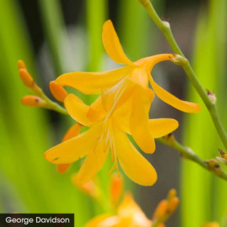 Hot Color Perennial Garden