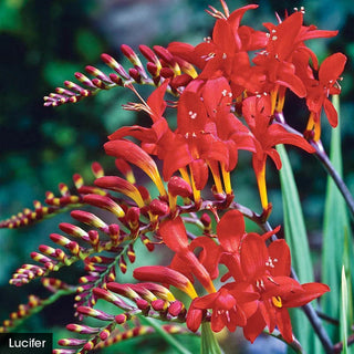 Hot Color Perennial Garden