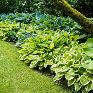 Hosta Verdant Medley Collection