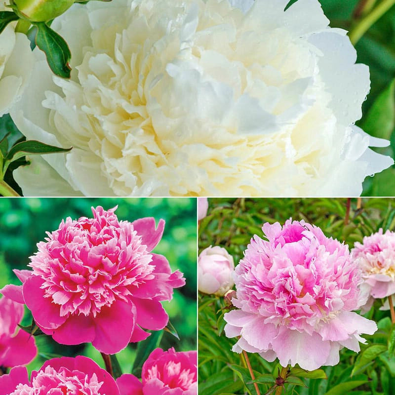 Seriously Fragrant Peony Collection | Spring Hill Nurseries