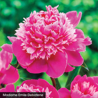 Seriously Fragrant Peony Collection
