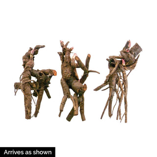 Seriously Fragrant Peony Collection