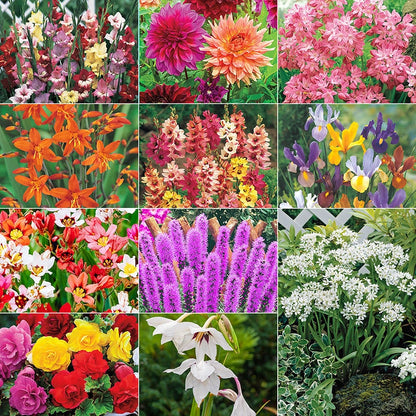 Perennial Bulb Garden Kits