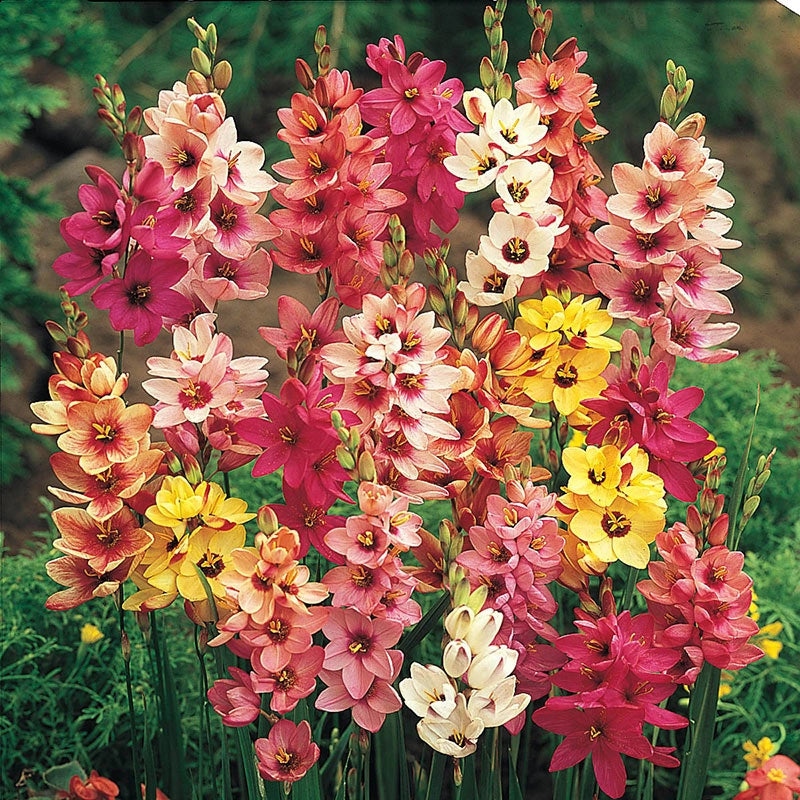 garden bulbs and seeds Mighty 200 Summer Bulb Garden