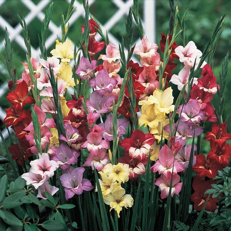 Perennial Bulb Garden Kits