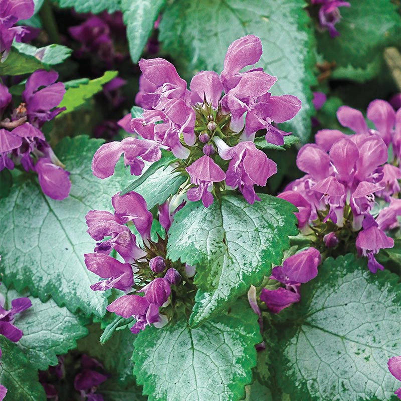 Purple Dragon Lamium Ground Cover Spring Hill Nurseries Spring