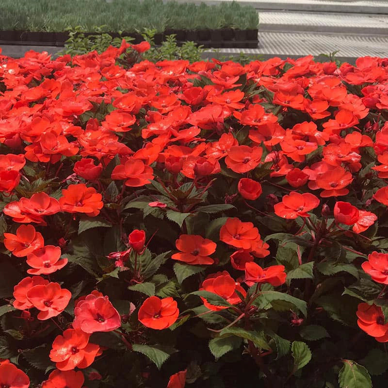 Hot Coral Sunpatiens™