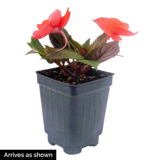 Hot Coral Sunpatiens™