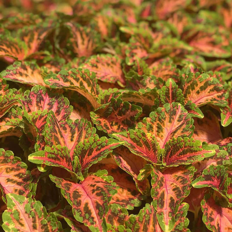 Indian Summer Coleus