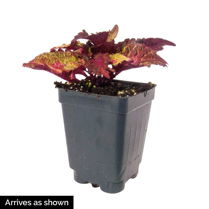 Indian Summer Coleus | Shop Annuals | Spring Hill – Spring Hill Nursery