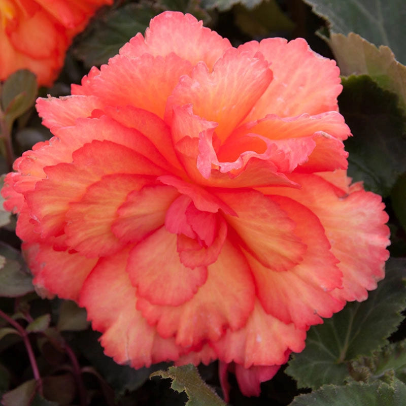 Illumination® Golden Picotee Begonia