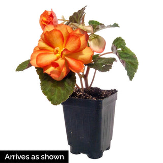 Illumination® Golden Picotee Begonia