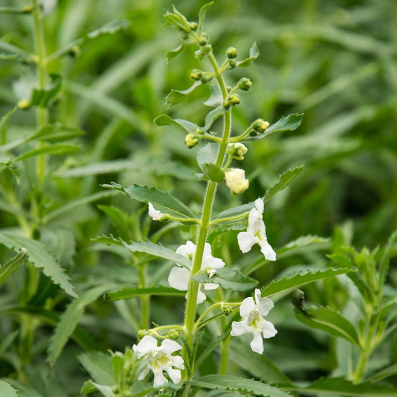 Angelface® Angelonia