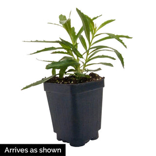 Angelface® Angelonia