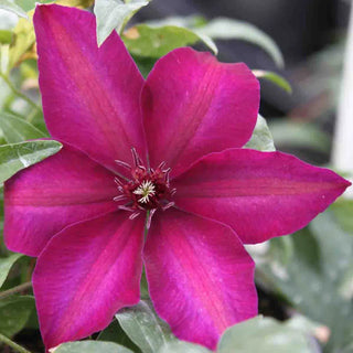 Huvi Clematis