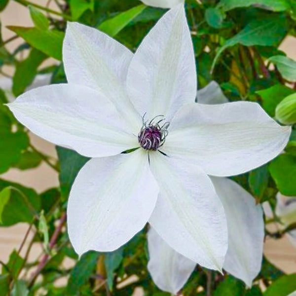 Clematis Tsukiko - Shop White Clematis | Spring Hill