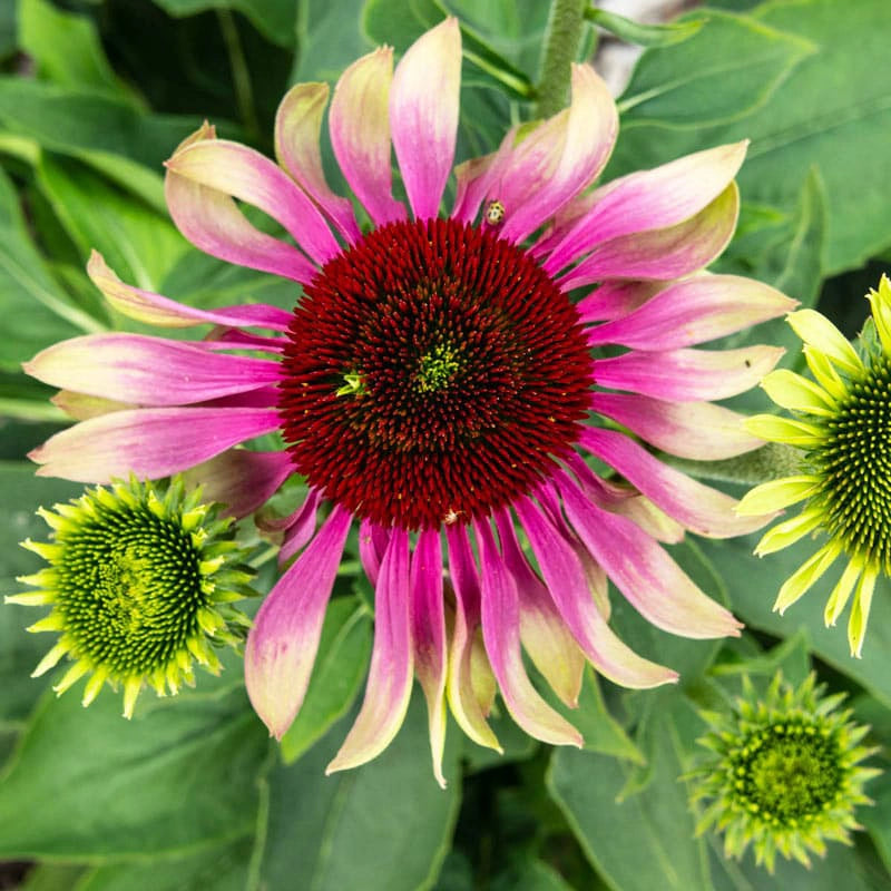 echinacea green twister seeds Green Twister Coneflower