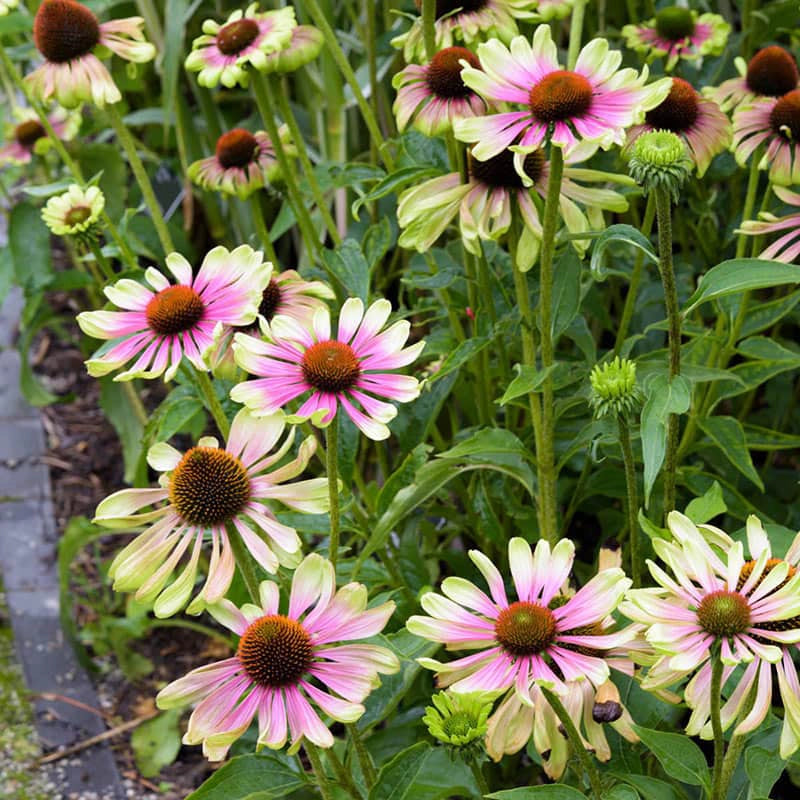 echinacea green twister seeds Green Twister Coneflower