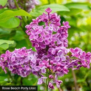 Beach Party™ Lilac Duet