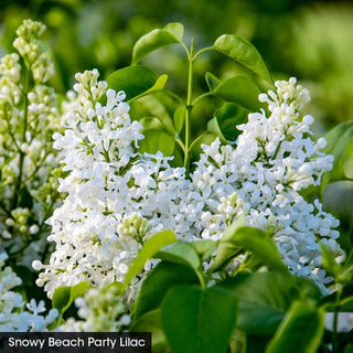 Beach Party™ Lilac Duet