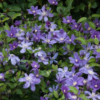 Clematis Arabella