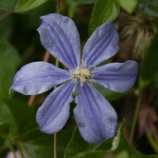 Clematis Arabella