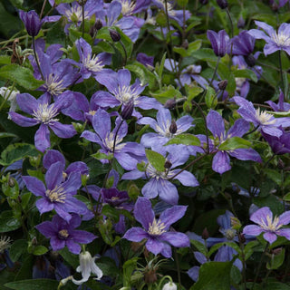 Clematis Arabella