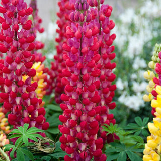 Westcountry™ Red Rum Lupine