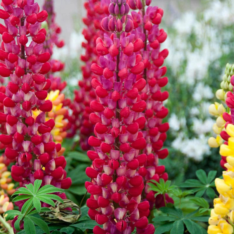 Westcountry™ Red Rum Lupine