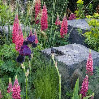 Westcountry™ Red Rum Lupine