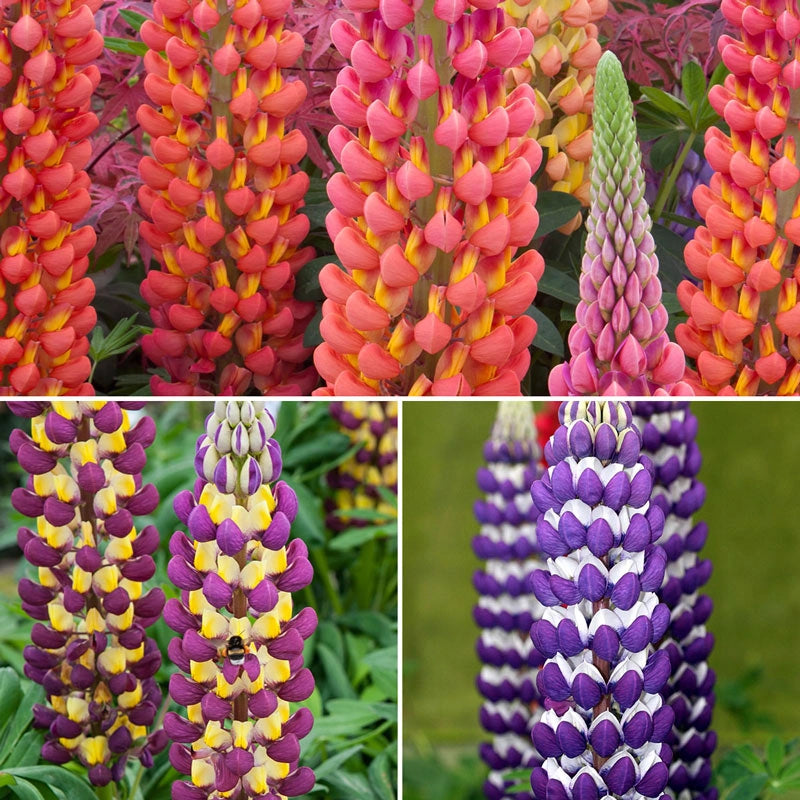 Westcountry™ Lupine Trio