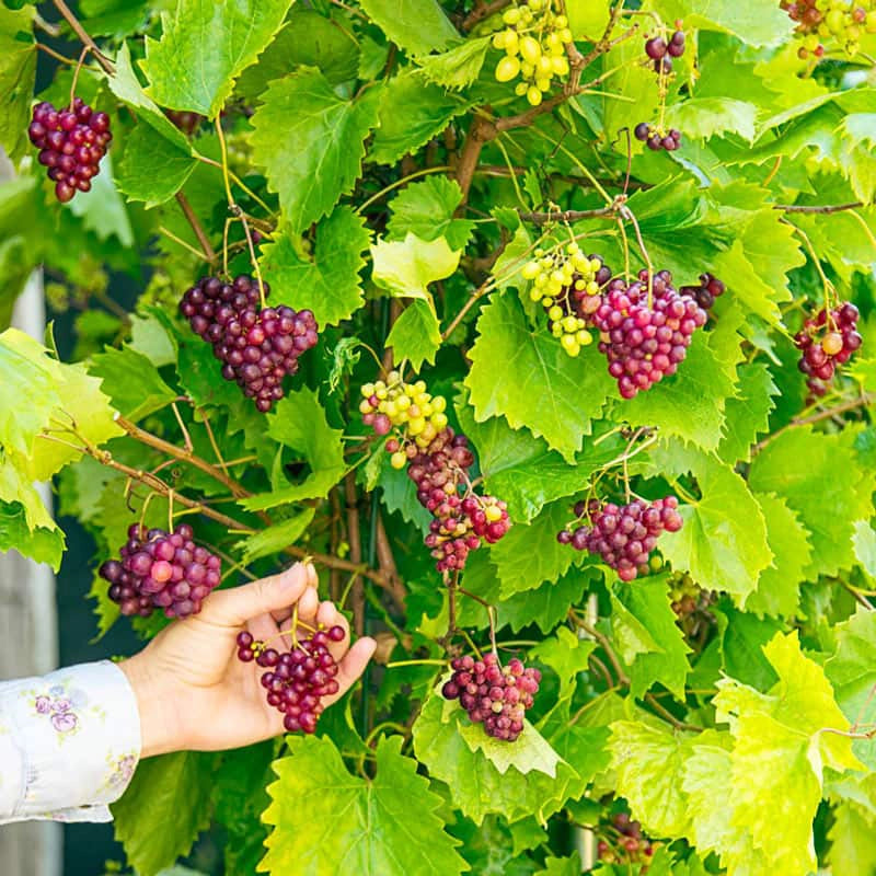 RazzMatazz Grape - Fruits | Spring Hill Nurseries