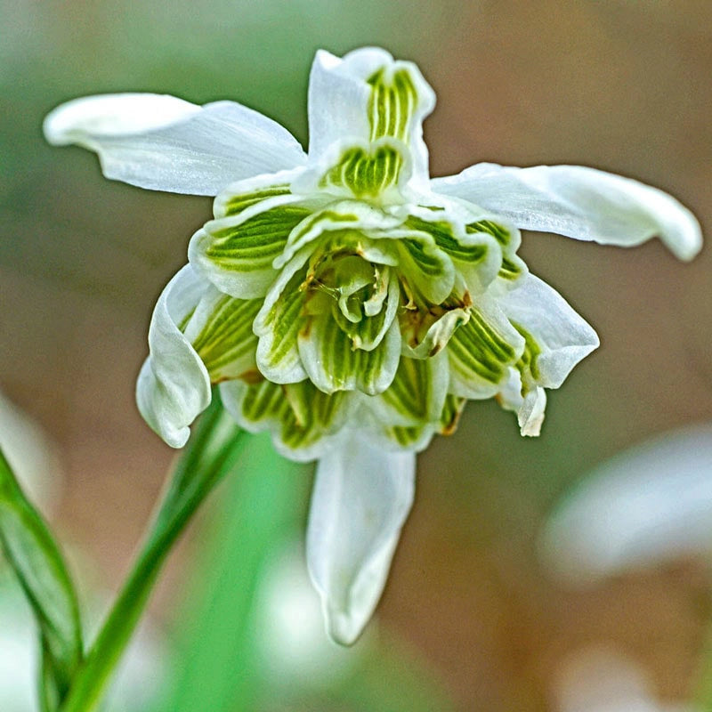 Flore Pleno Double Snowdrop