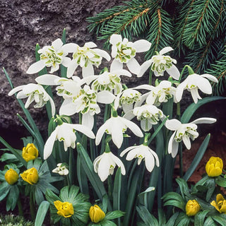 Flore Pleno Double Snowdrop