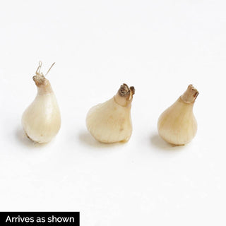 Flore Pleno Double Snowdrop