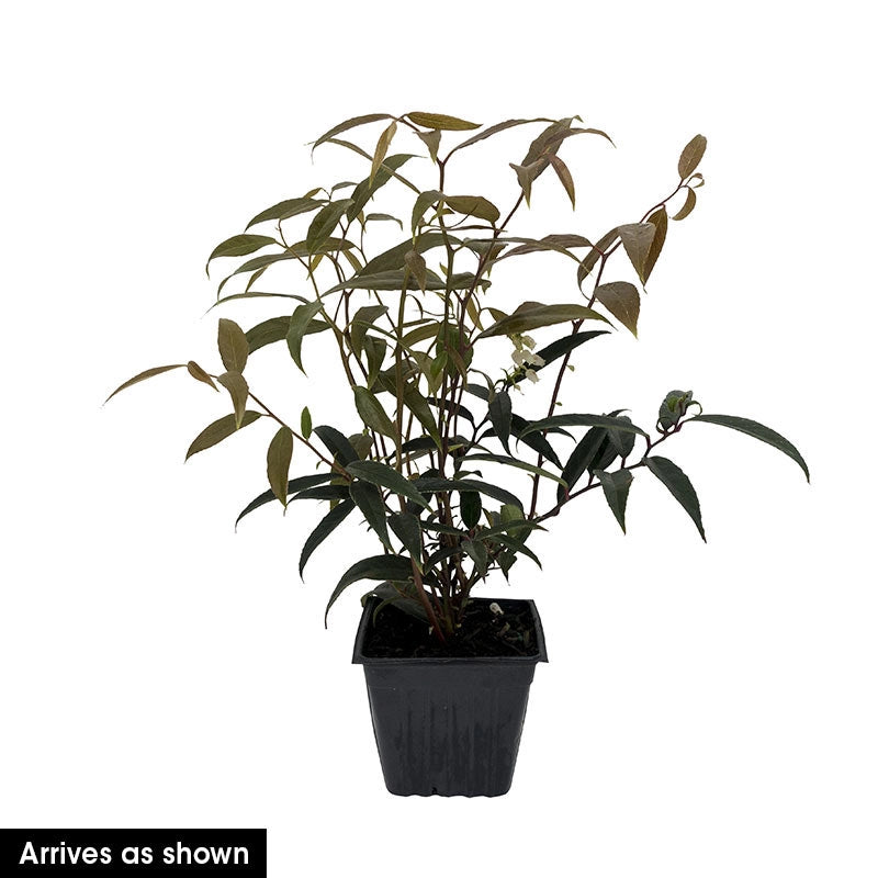 Love Leucothoe Shrubs Spring Hill Nurseries Spring Hill Nursery