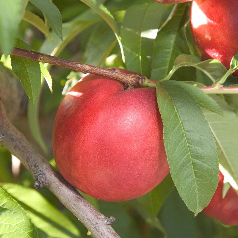 Yumm Yumm™ Nectarine