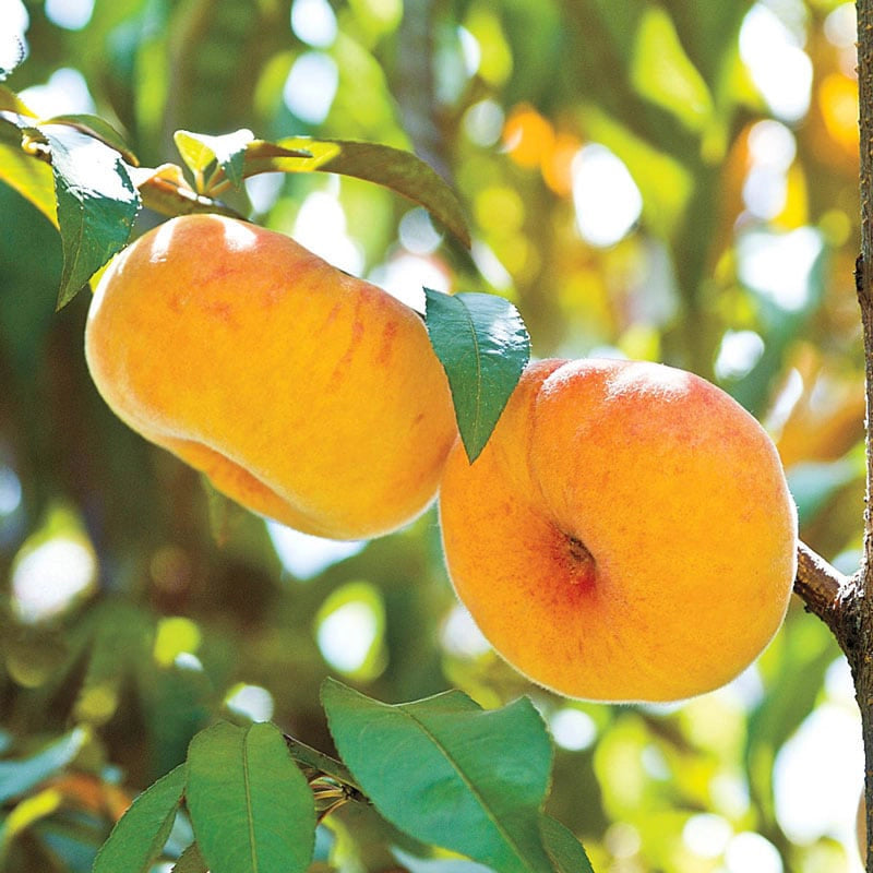 Flat Wonderful™ Peach Tree