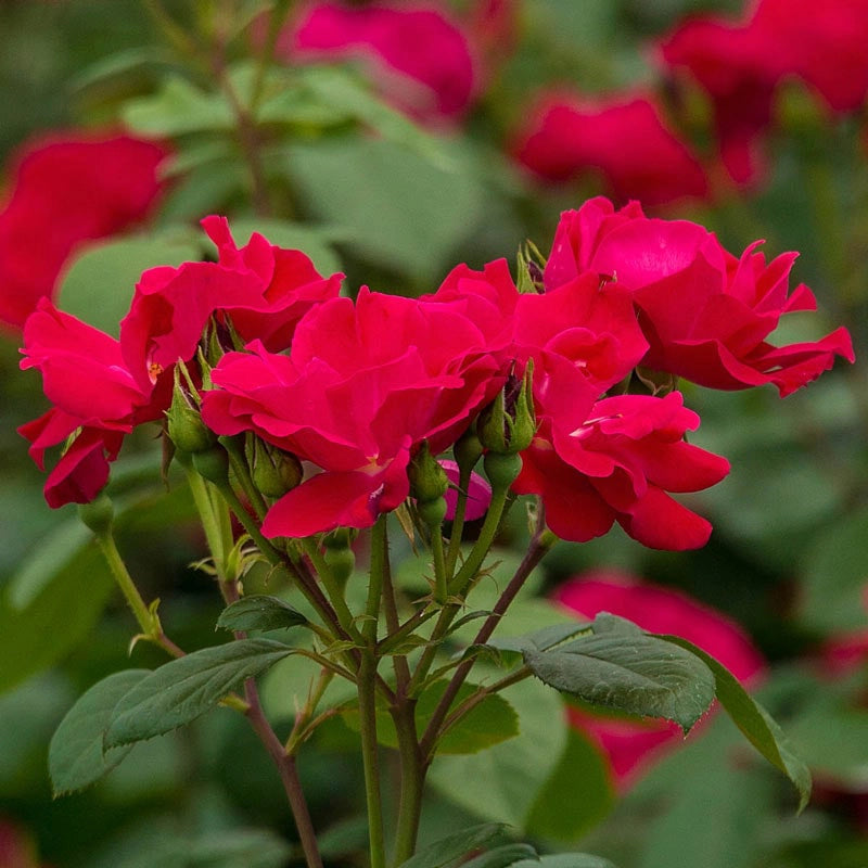 Shrub roses best sale