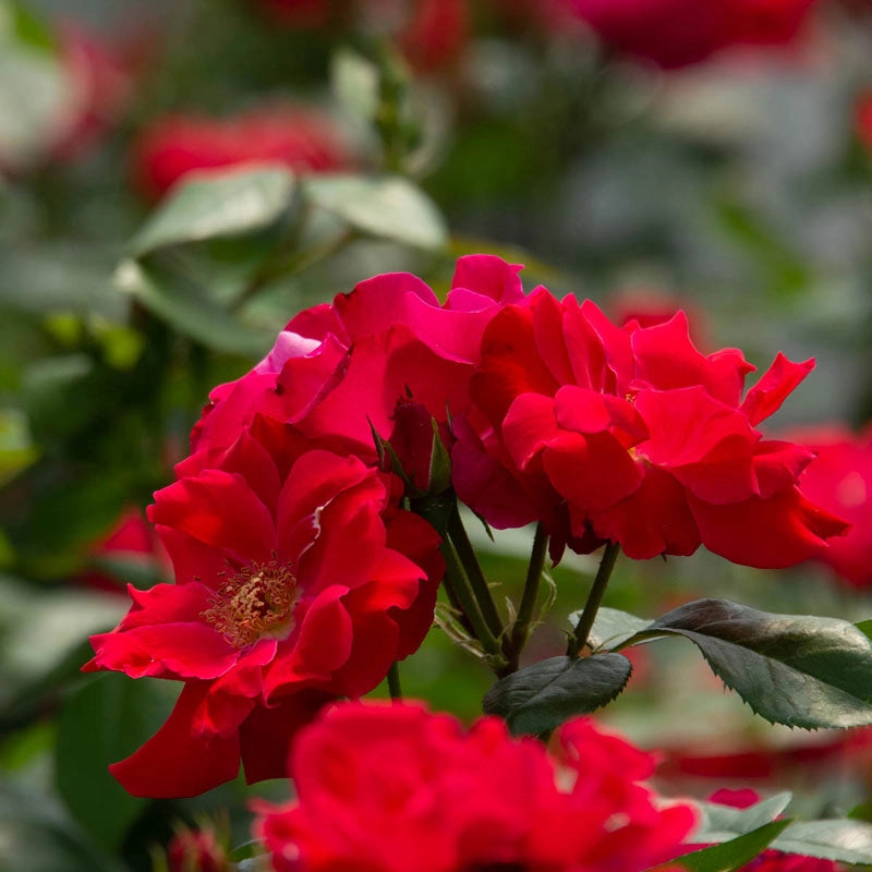 Red Freedom Roses - Red Rose Plants | Spring Hill Nurseries – Spring ...