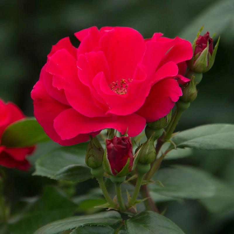 Red Freedom Roses - Red Rose Plants | Spring Hill Nurseries – Spring ...