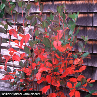 For the Birds Shrub Collection